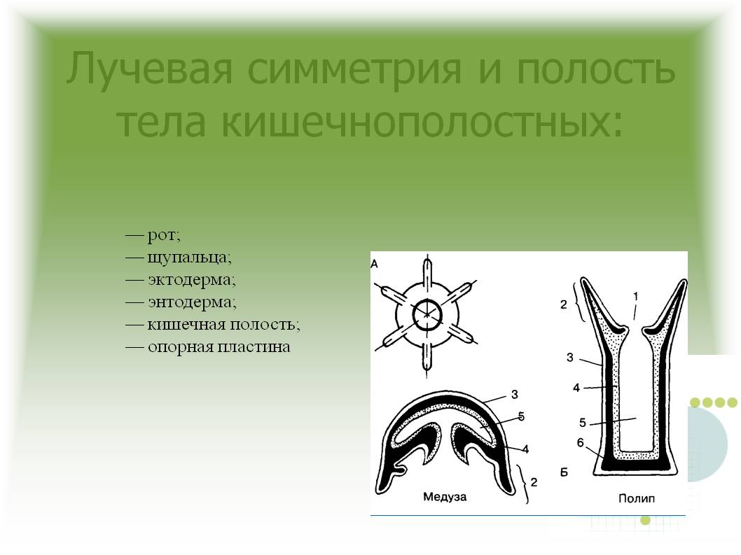 Ссылка омг официальная